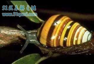 夏威夷蜗牛外形特征及介绍 现已濒临灭绝的危机