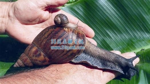 夏威夷蜗牛外形特征及介绍 现已濒临灭绝的危机