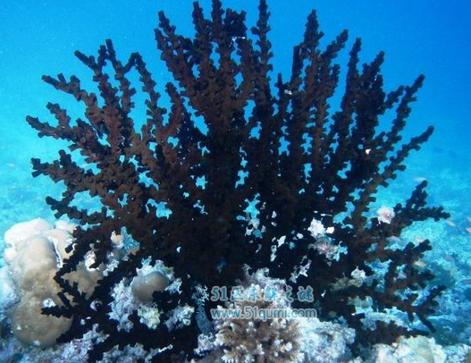 黑珊瑚的价格多少钱一克?制作出来的手串值钱吗?