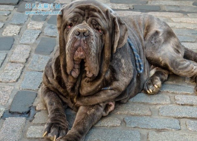 世界十大猛犬排名 藏獒的实力只输给了它