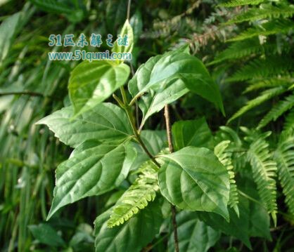 豆腐树:“豆腐”长在树上的植物 有什么营养价值和工业用途?