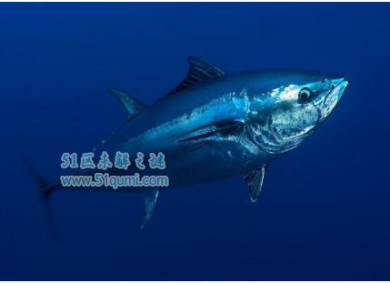 蓝鳍金枪鱼为什么那么贵?揭秘吃鱼的正确步骤