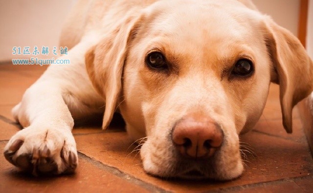 世界上最温顺的狗排名 金毛是最多人喜欢的狗狗