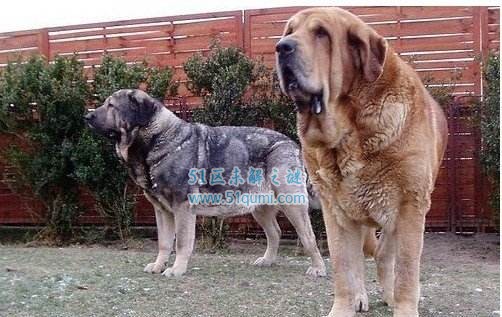 世界十大獒犬排行榜 藏獒是神级獒犬品种