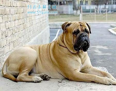 世界十大獒犬排行榜 藏獒是神级獒犬品种