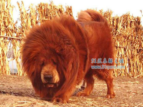中国十大藏獒王排名 黄獒之父"狮王"排第一!