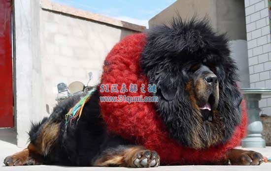 中国十大藏獒王排名 黄獒之父"狮王"排第一!