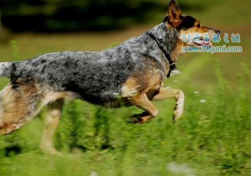 世界上最聪明的狗狗排名 边境牧羊犬的智商最高!