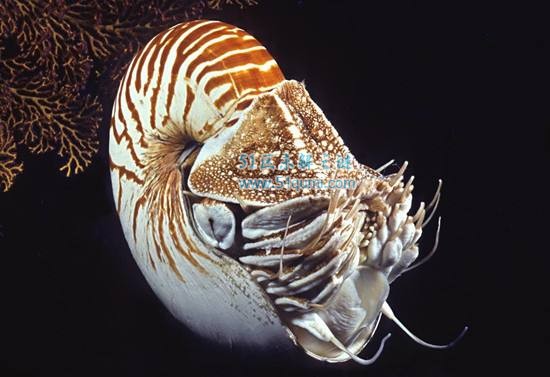 鹦鹉螺:5亿年前的史前活化石 第一艘潜水艇灵感来源于它