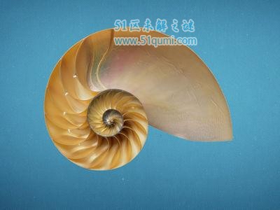 鹦鹉螺:5亿年前的史前活化石 第一艘潜水艇灵感来源于它
