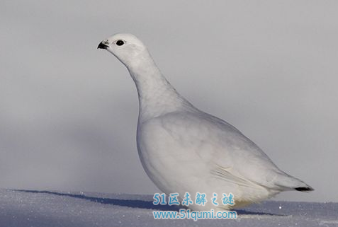 柳雷鸟:自带隐身效果的鸟 羽毛能随四季变化而变化