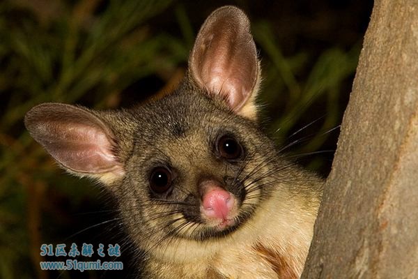 刷尾负鼠:世界上最大的负鼠 曾引发新西兰的生态危机