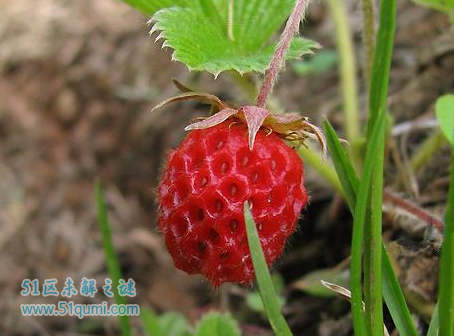 泡泡莓:吃起来像泡泡糖的草莓 有食用和药用双重价值