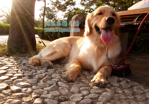 最爱运动的狗狗排名 充满激情和活力的"运动健将"