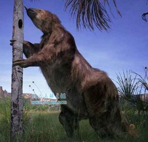 史前十大已灭绝巨兽 短面熊一巴掌就能拍死一个人