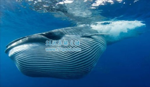 盘点动物界的巨无霸 蓝鲸毫无疑问居榜首