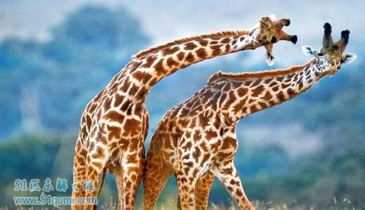 真正的大长腿!世界上最高的动物—长颈鹿