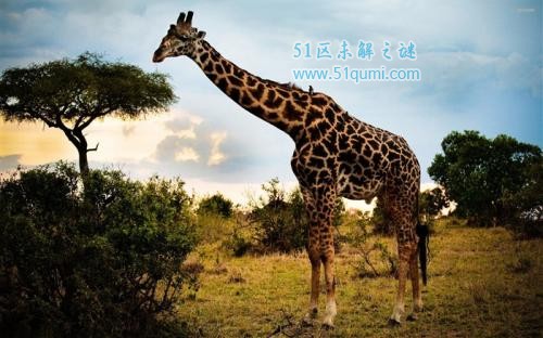 真正的大长腿!世界上最高的动物—长颈鹿