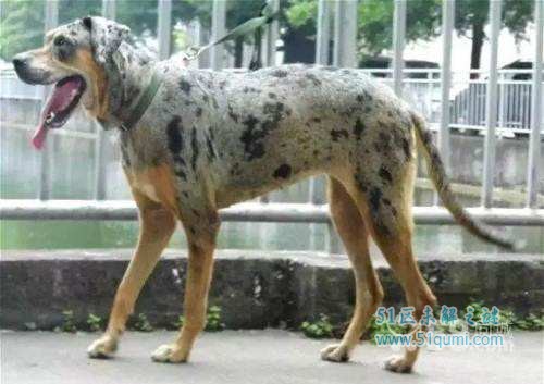 世界十大最稀有的狗狗 第三种狗狗养了会出大事!