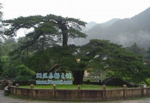 中国十大神树 世界柏树王据传说苯教开山祖的生命树