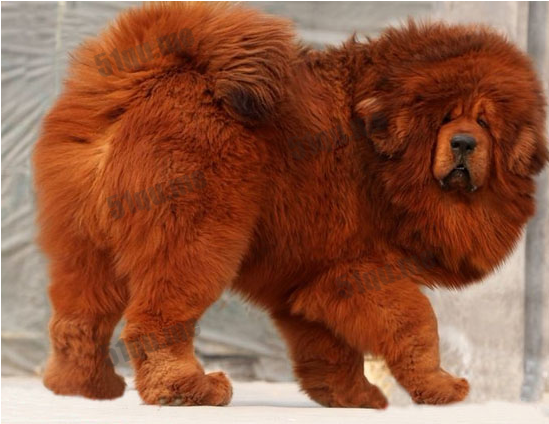 藏獒 世界上最贵的狗