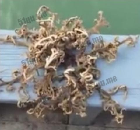新加坡渔民捕获的有百条触须的诡异未知生物