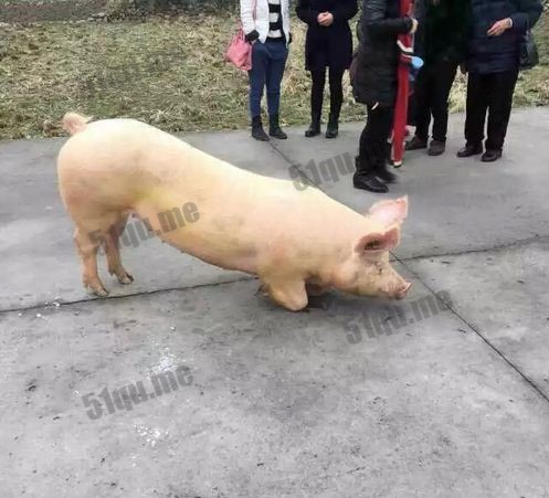 温州一间寺院出现一只猪跑到门口