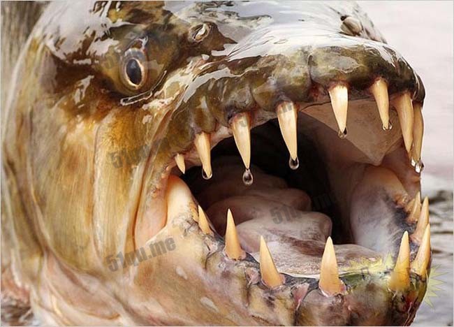 亚马逊水虎鱼（goliath tigerfish）