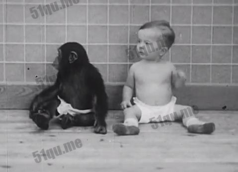 小猩猩跟小孩一起养