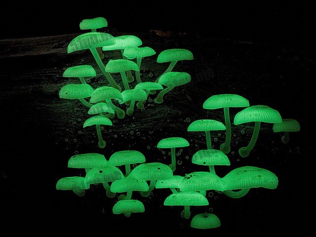 萤光的蘑菇