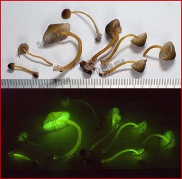 萤光的蘑菇