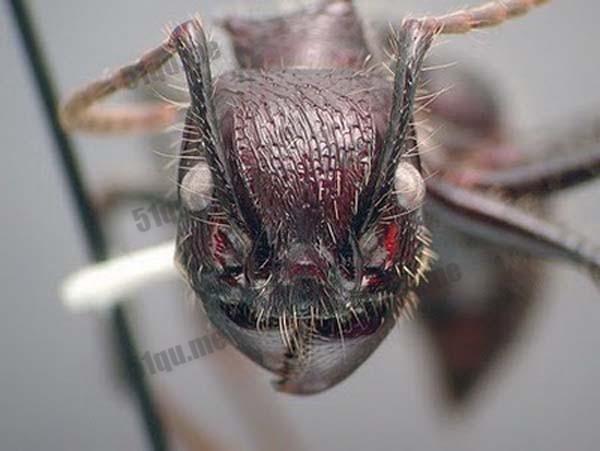 子弹蚁(Paraponera clavata)