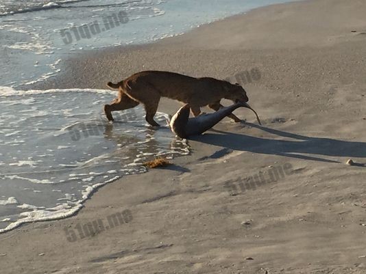 美海滩山猫大战鲨鱼获胜拖至岸上