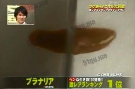 看看这种未知生物超强的再生能力