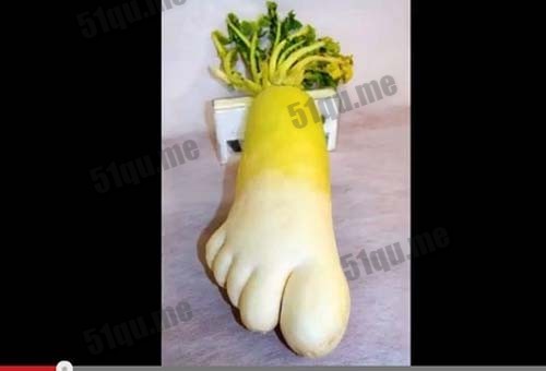 长了5个脚趾头的大萝卜你敢吃吗？
