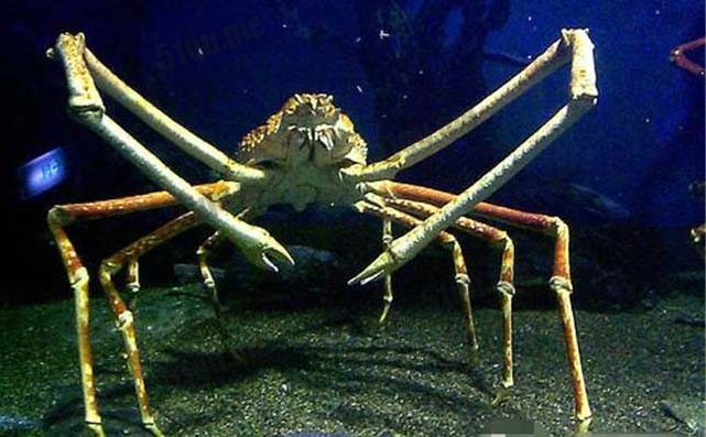 巨型蜘蛛蟹