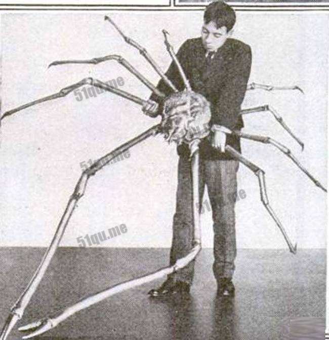 日本巨型杀人蟹