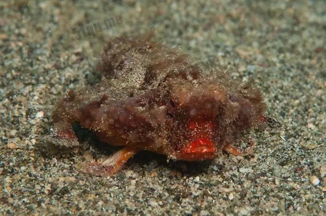 红唇蝙蝠鱼 |Red-lipped batfish