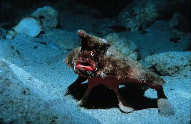 红唇蝙蝠鱼 |Red-lipped batfish