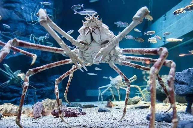 甘氏巨螯蟹 | Japanese spider crab