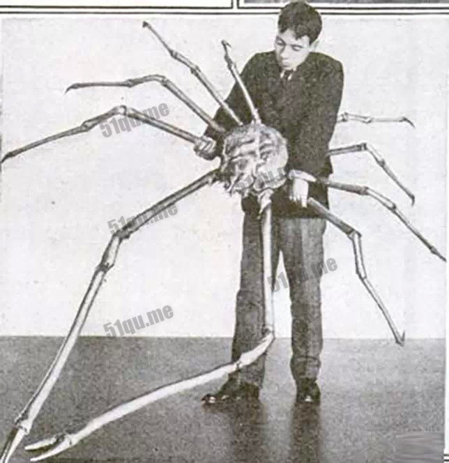 甘氏巨螯蟹 | Japanese spider crab
