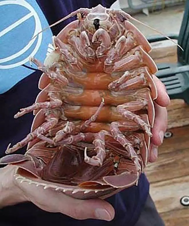 大王具足虫 | Giant isopod