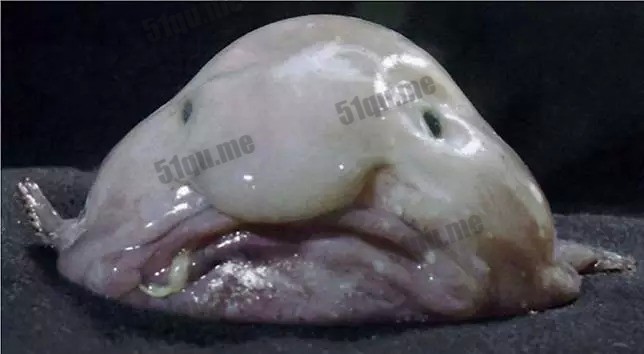 水滴鱼 | Blobfish