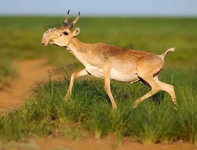 高鼻羚羊 | Saiga antelope