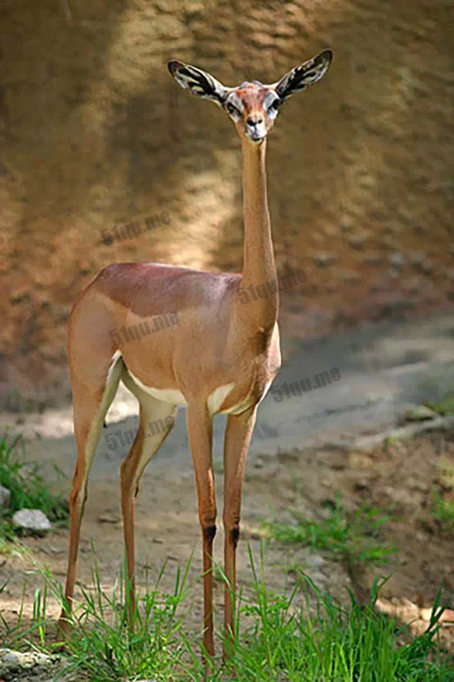 长颈羚 | Gerenuk