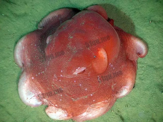 小飞象章鱼 | Dumbo octopus