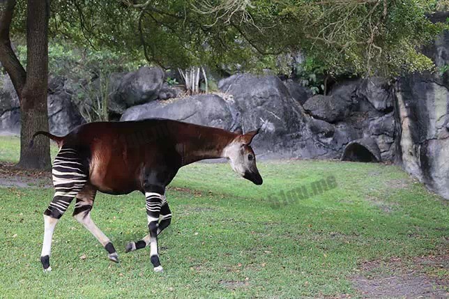 㺢㹢狓 | Okapi
