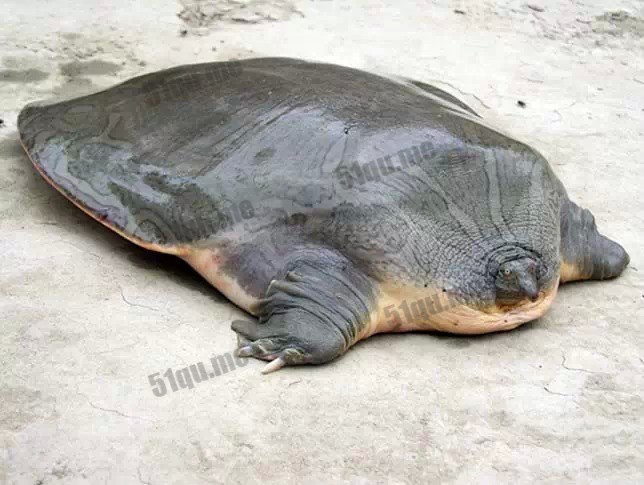 鼋 | Cantor's giant soft shelled turtle