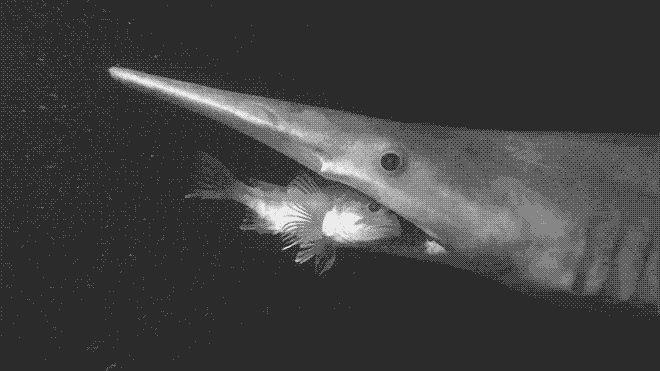 欧氏尖吻鲛 | Goblin shark
