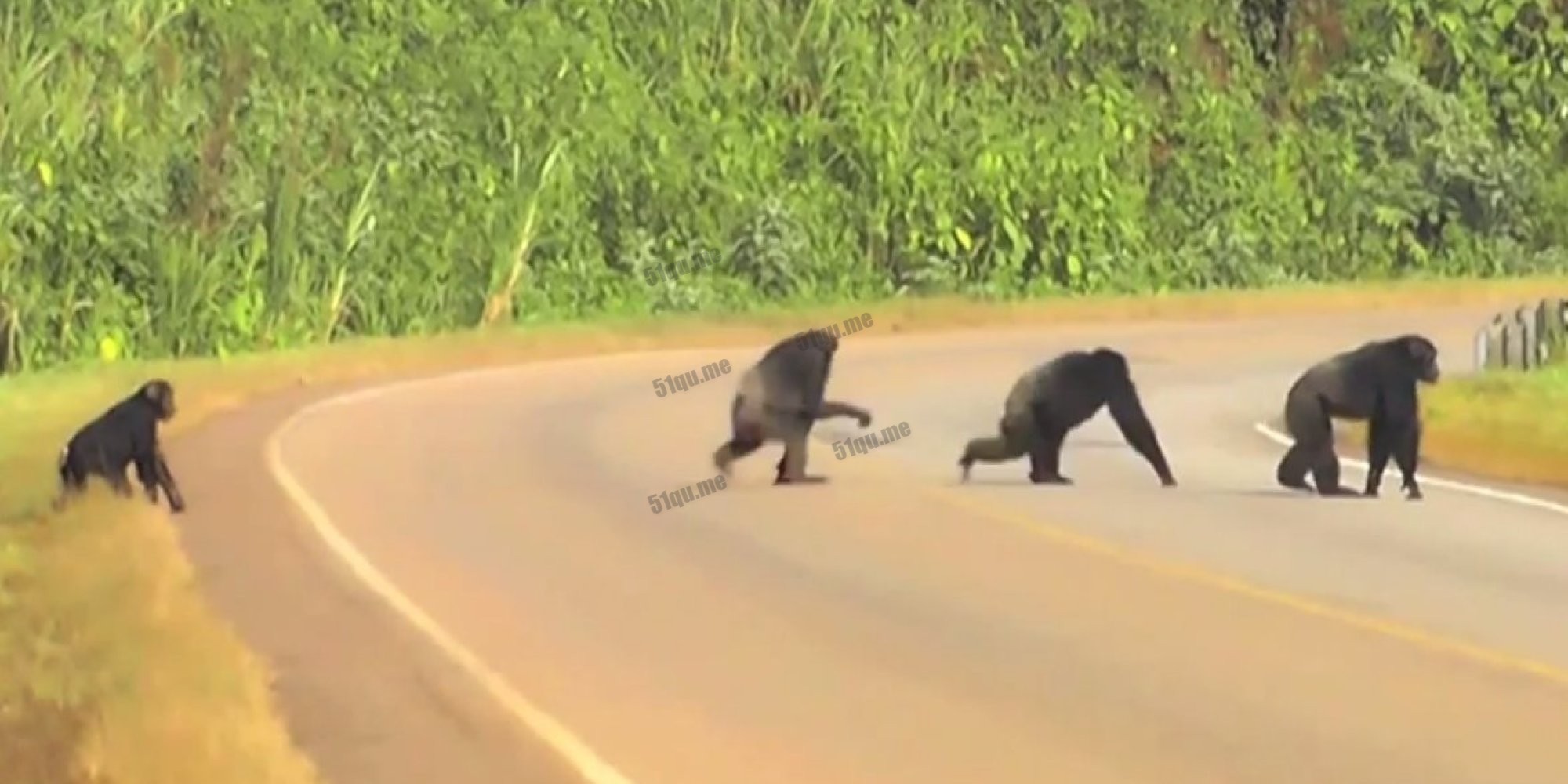 黑猩猩都学会过马路还左右观察车辆
